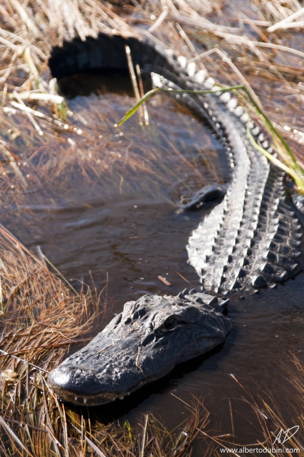 Alligator