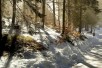 Winter Forest