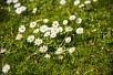 Daisy