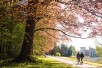 Romantic Walk in Meise Botanic Garden